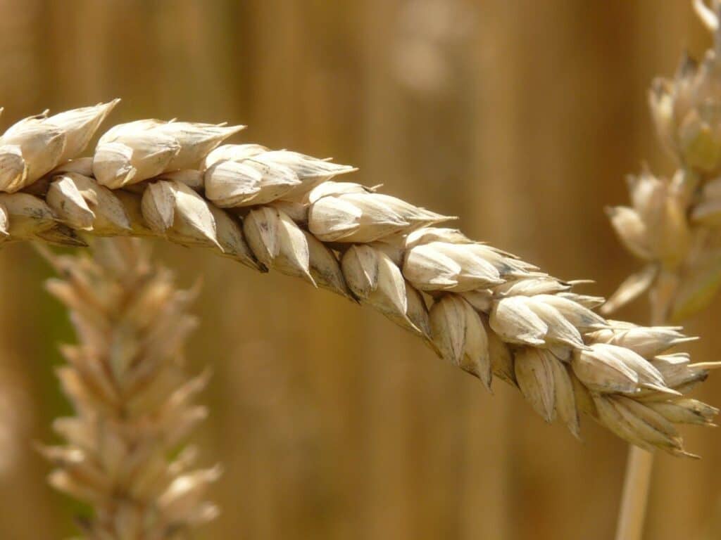 Common Wheat (Triticum aestivum) - Characteristics, Uses, and Importance 1 wheat plant Triticum aestivum scientific name illustration