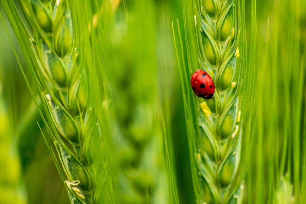 ๐ฑ Organic Farming Examples (Real-Life Practices & Case Studies) 4 Natural Pest Management Ladybugs Example