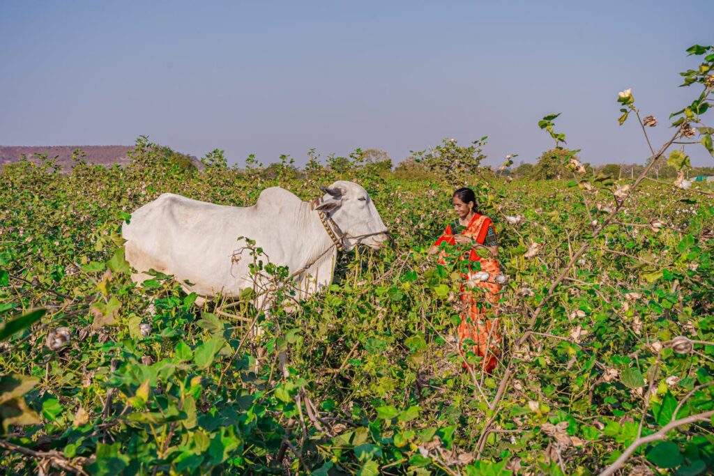 ๐ฑ Organic Farming Examples (Real-Life Practices & Case Studies) 5 Integrated Farming example showing cattle integrated into farming practices