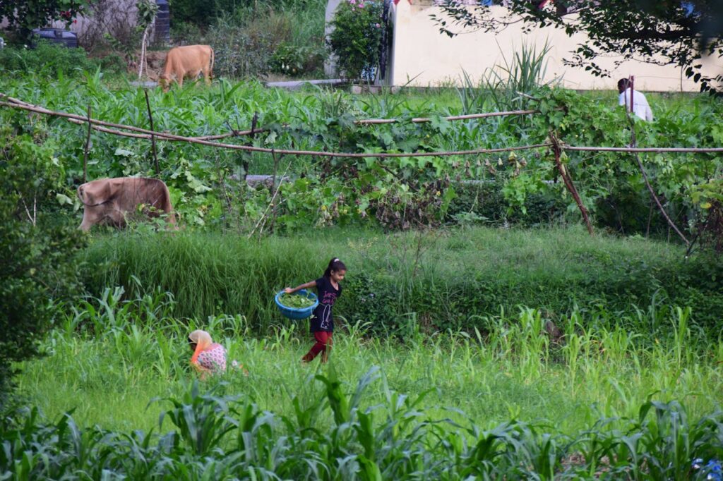 ๐ฑ Organic Farming Examples (Real-Life Practices & Case Studies) 6 organic farming example showing natural farming without chemicals